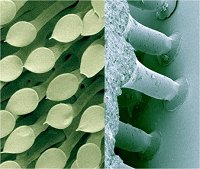 Biološka lepila slika 1.jpg