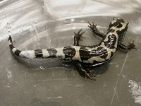 Biološka lepila slika 3a.jpg