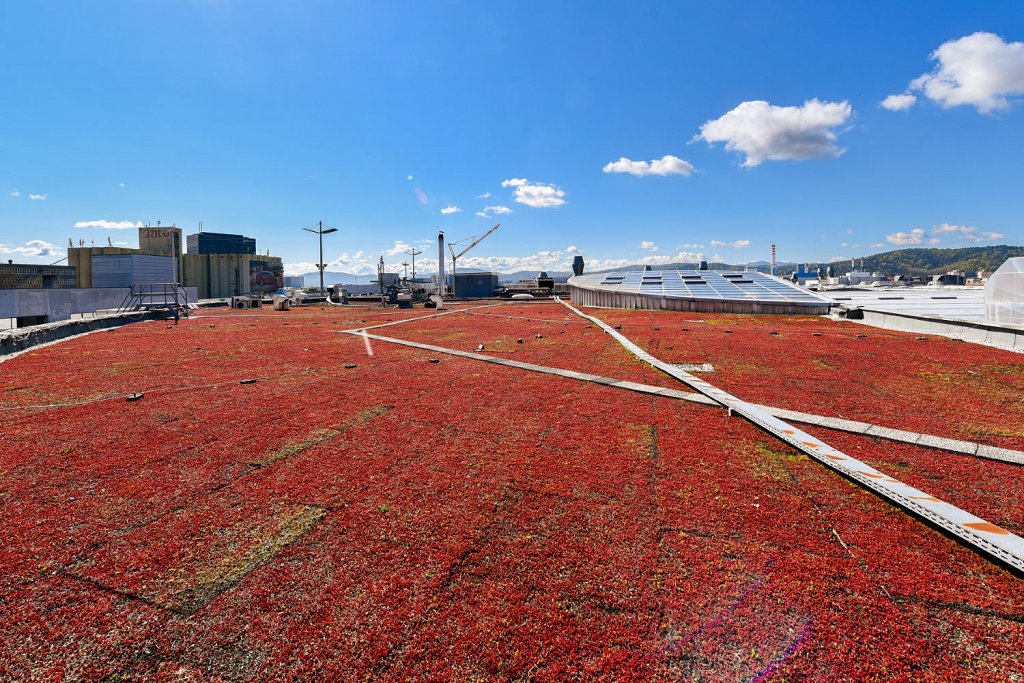 Z vegetacijo na strehi bodo v Cityparku poskrbeli za boljšo filtracijo zraka (Foto Robert Krumpak)